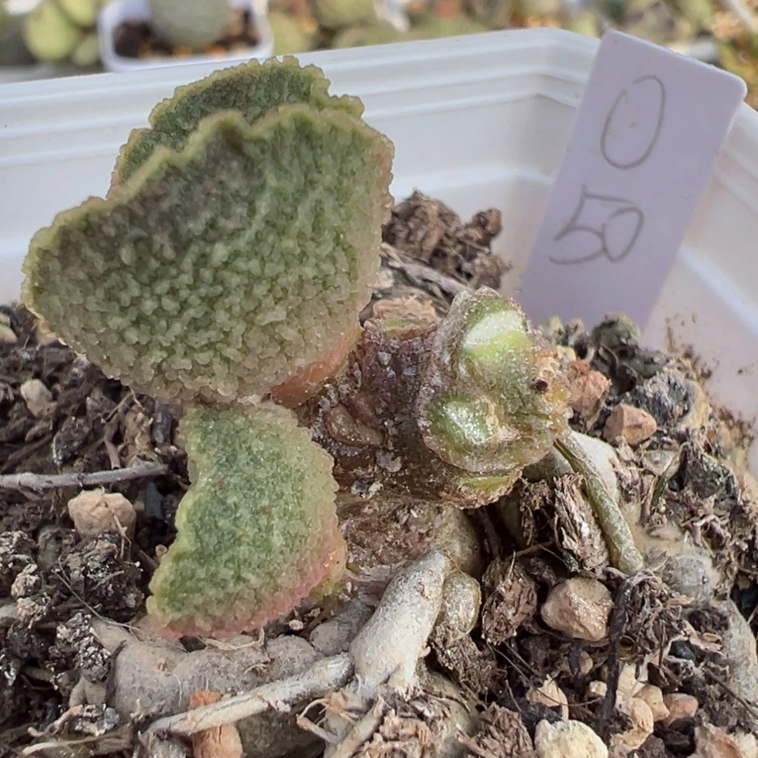 实生新品多头纯木质桩多肉植物