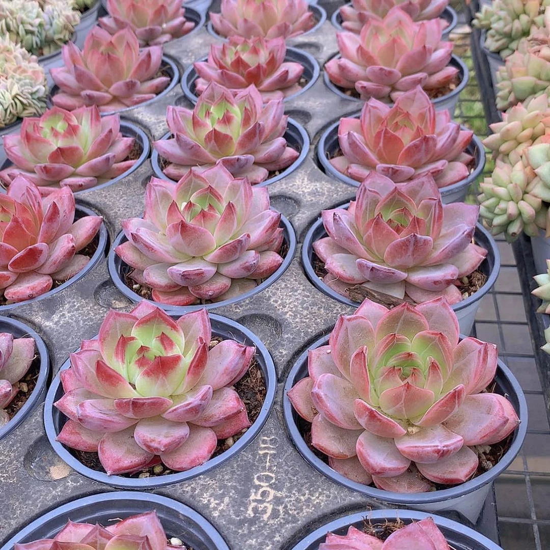 夜魔侠4578999000000