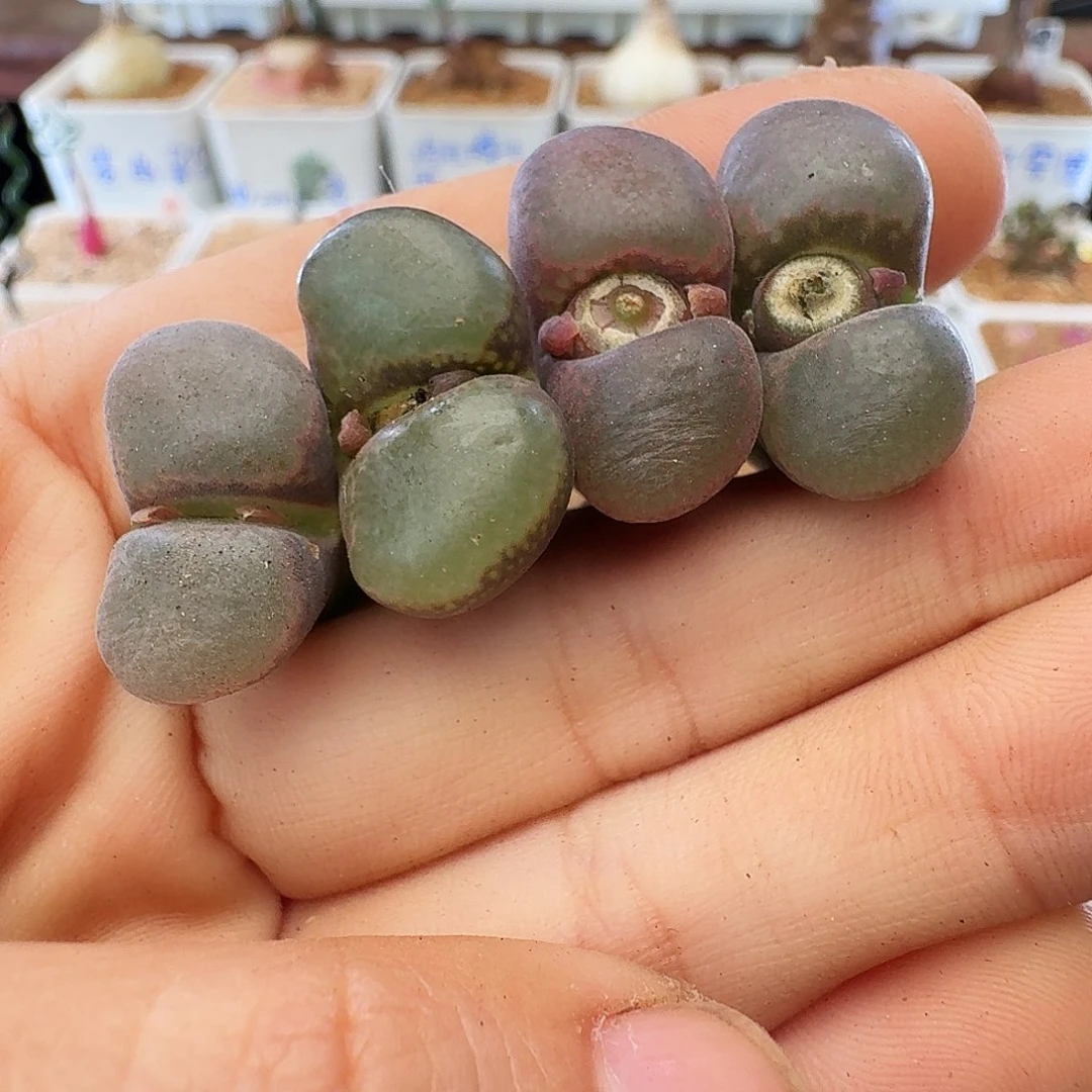 多肉植物福利清盒197