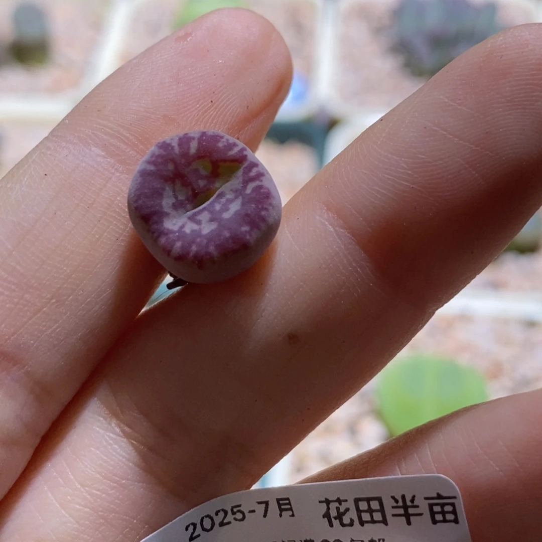 伽***境0829/优选毛杂甜甜圈