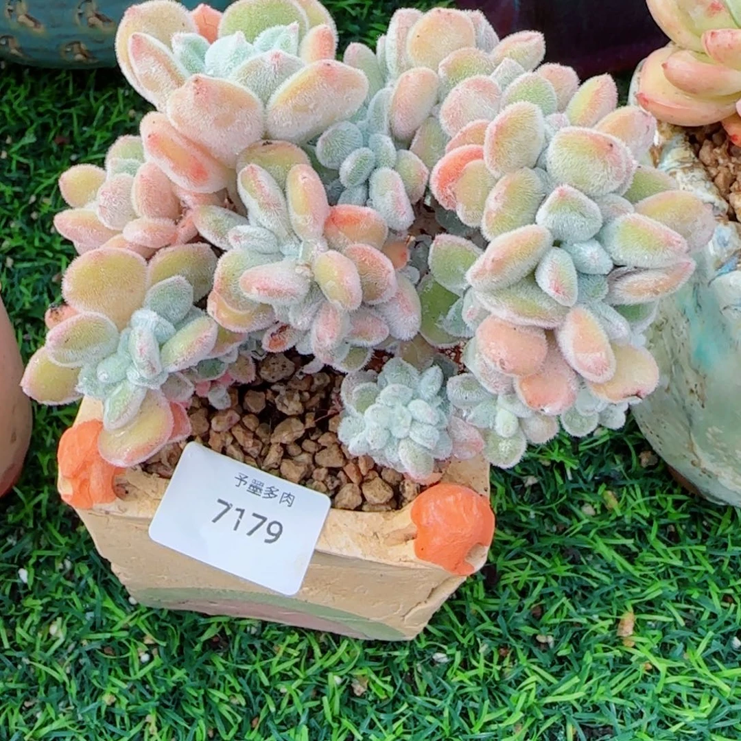 雪晃星缀化，7179多肉植物