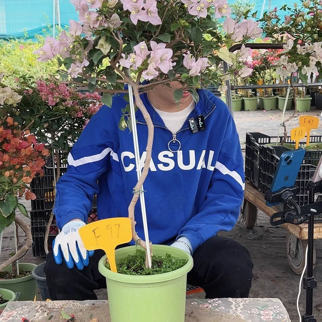 阅***子大部分花苞少量开放F97苹果花