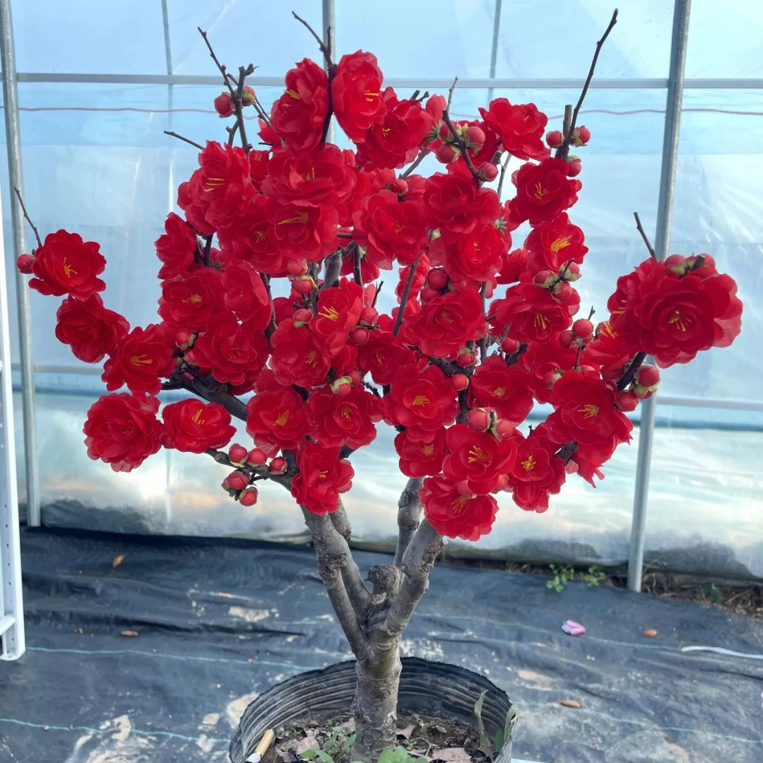 《云卉花棠》棒棒糖长寿冠带花苞海棠花盆栽  大红色阳台庭院盆景