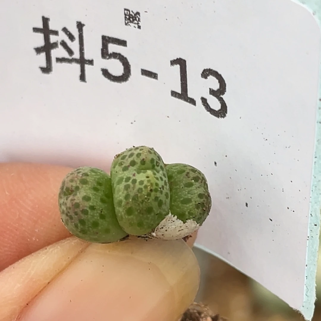 5-13草莓斑马肉锥