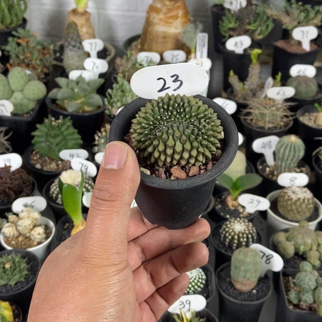 泰貘一个一物一拍