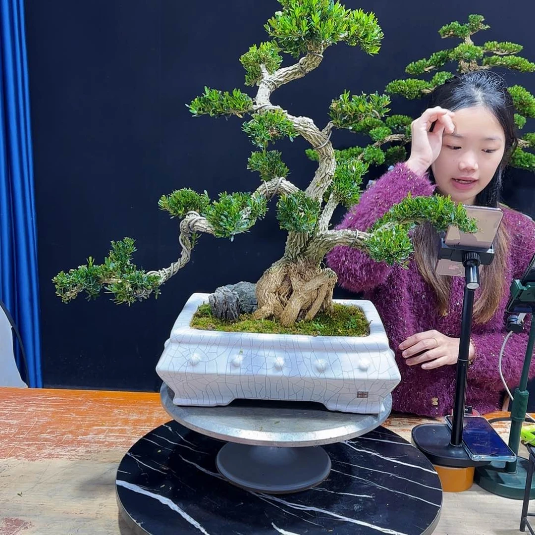 黄杨室内室外盆景