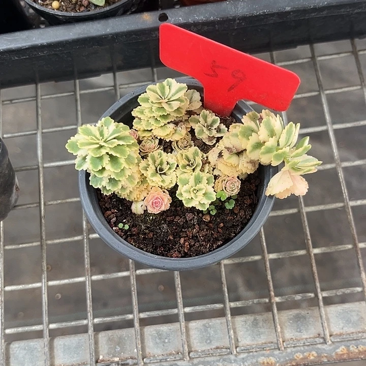 我也不知道我为什么要