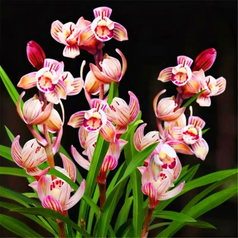 建兰-七彩玲珑 浓香型四季室内兰花绿植 自然棚养殖兰花