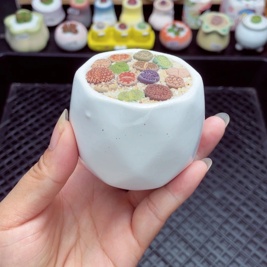 w6649 带盆土发货一物一拍