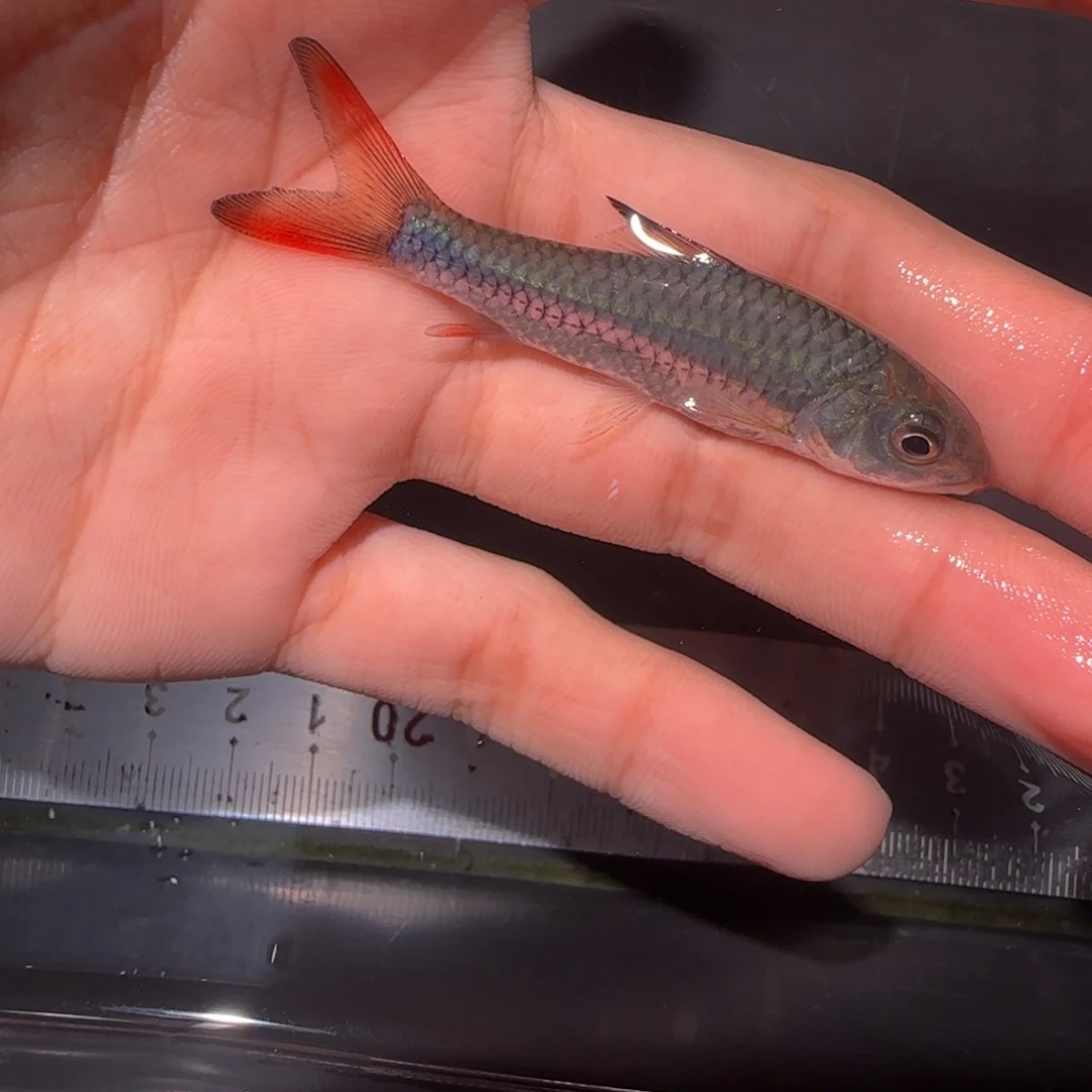 海水鱼蓝旗彩虹非洲蓝彩