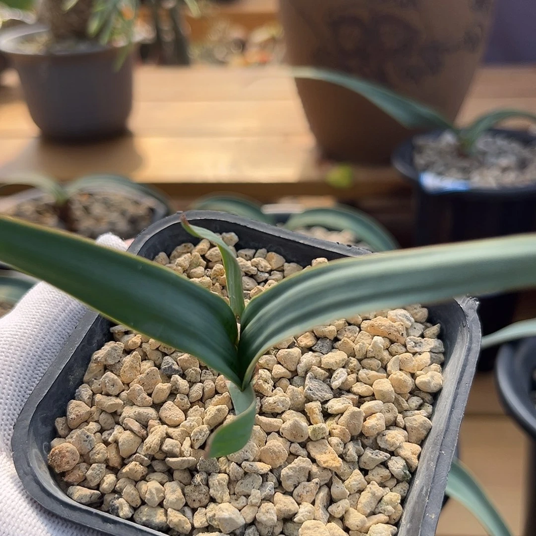 汤圆植物5百岁兰哈