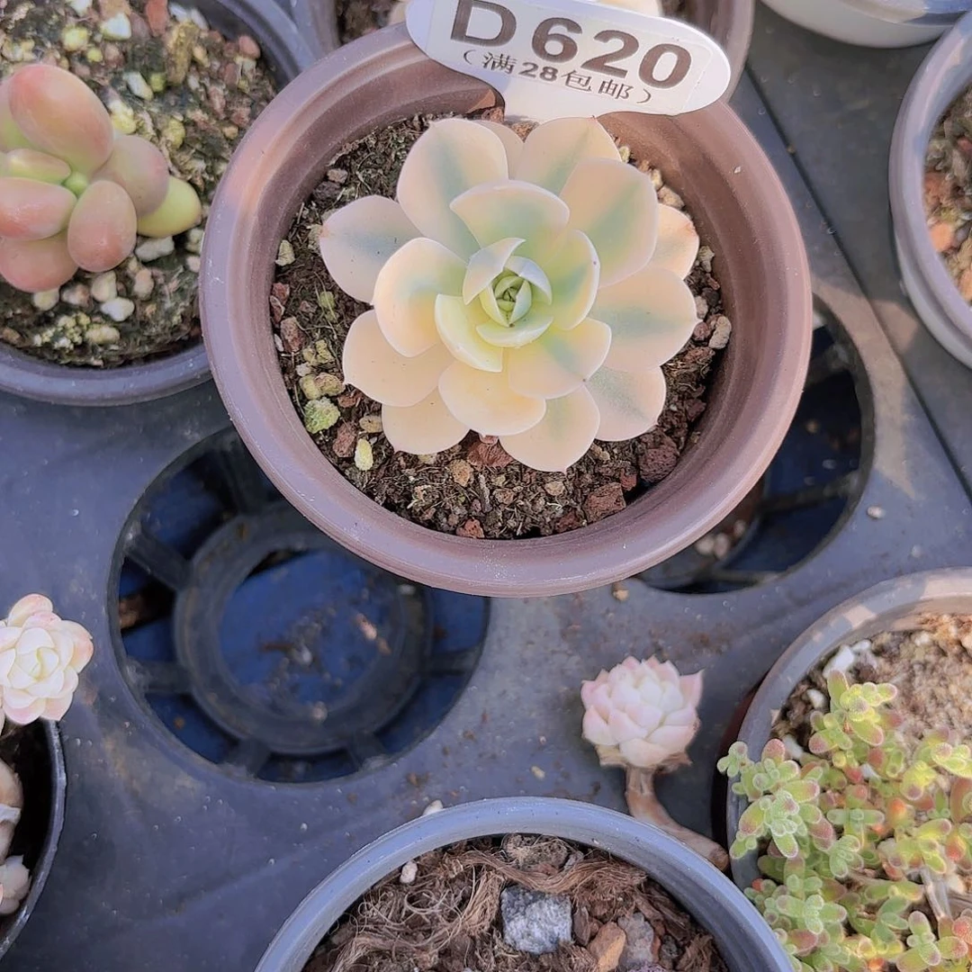 D620鲁氏石莲一物一拍