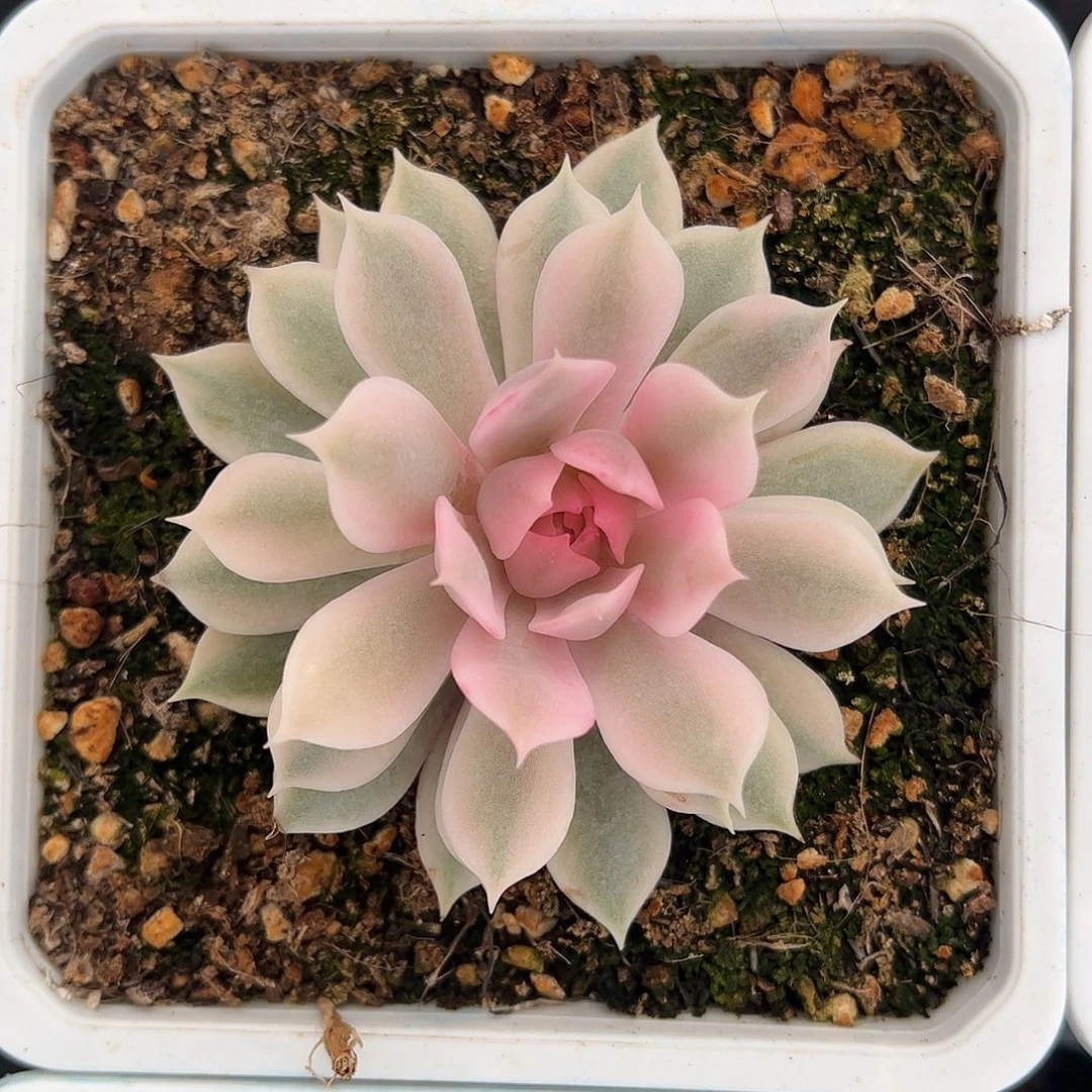 粉蝶锦婕宝一物一拍