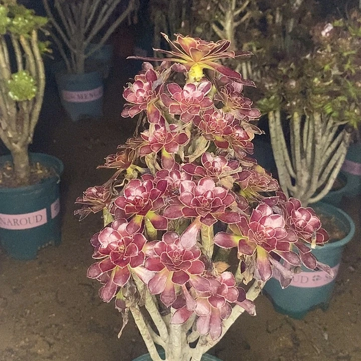 黑法多肉植物043