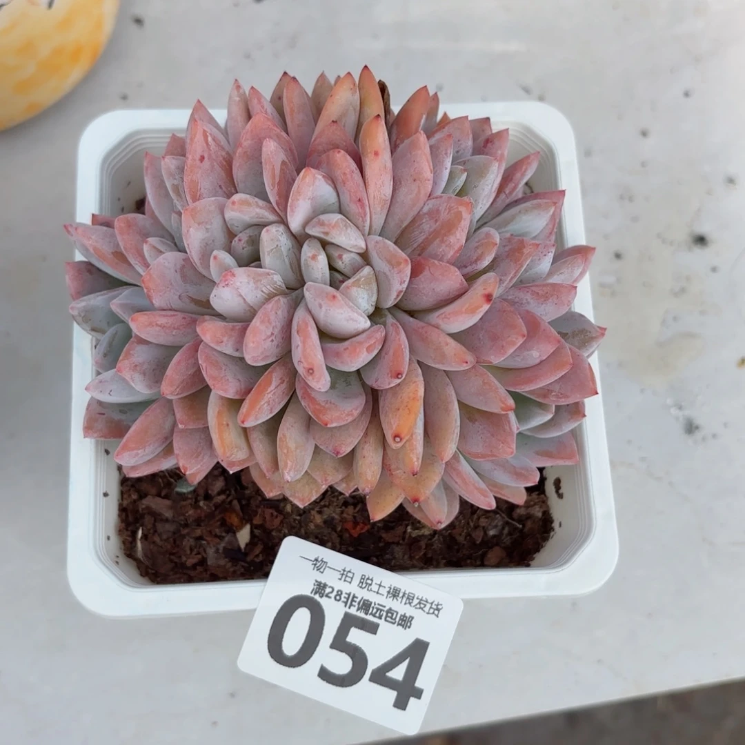 橙梦露缀化无盆土发货