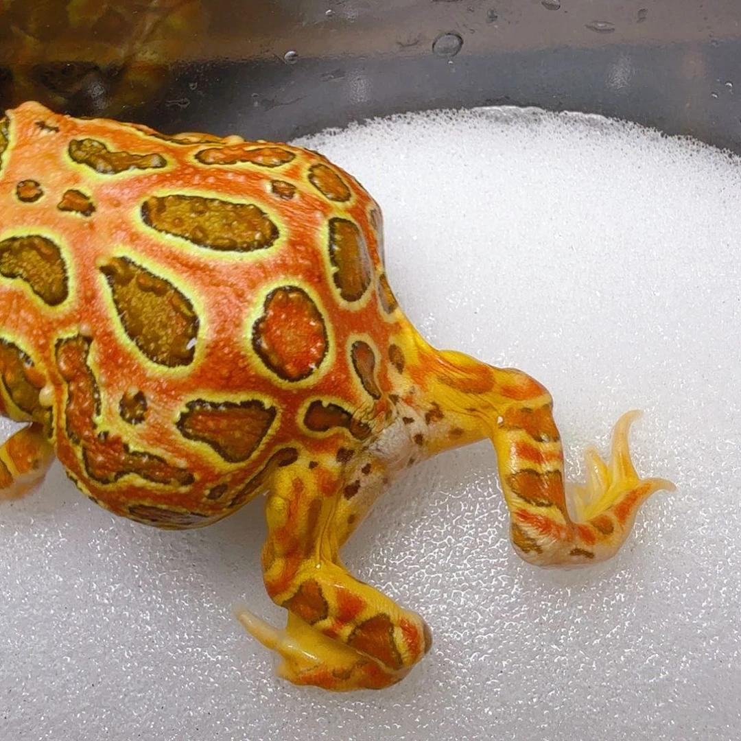 -****角蛙角蛙红钟角蛙苗子