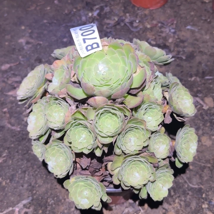 万圣节……多肉植物的