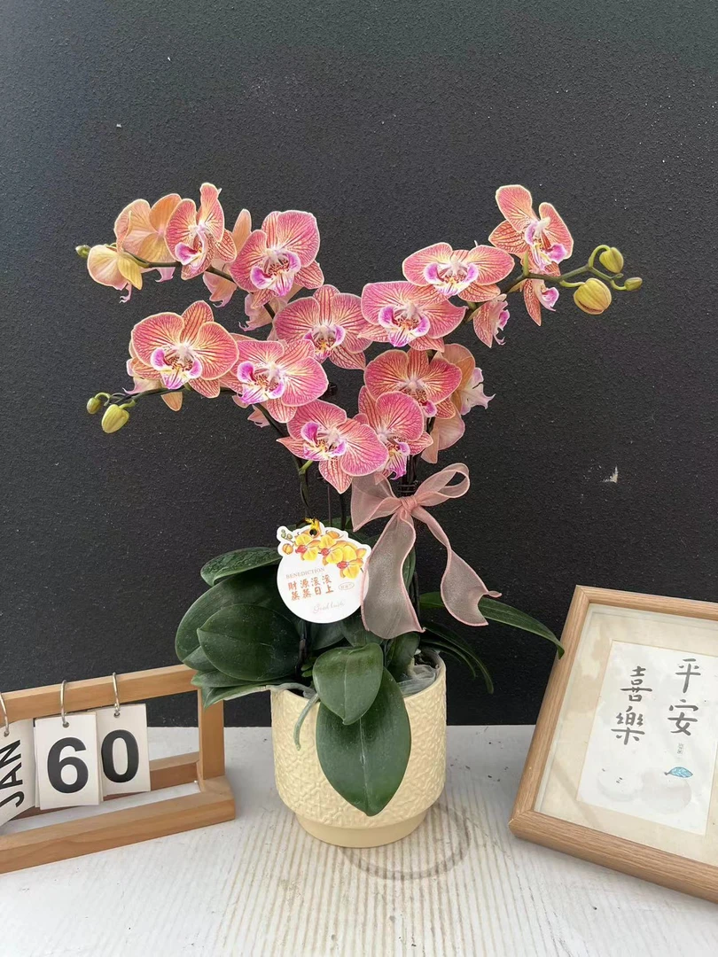 简香《金缕衣》鲜花高端蝴蝶兰艺术组盆鲜花摆设高端花卉