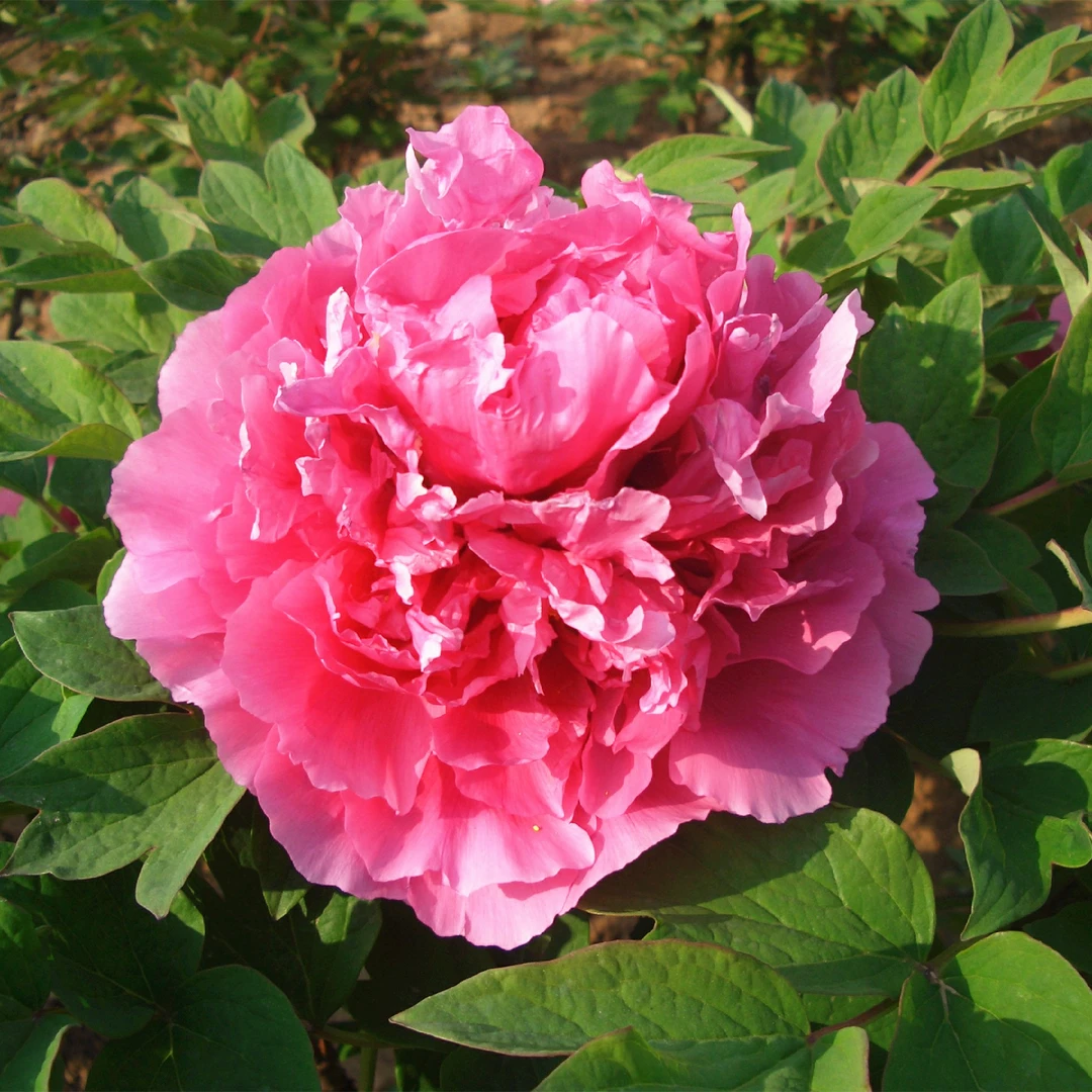 名贵品种【鲁菏红】国色天香牡丹花苗盆栽洛阳正宗带花苞易成活