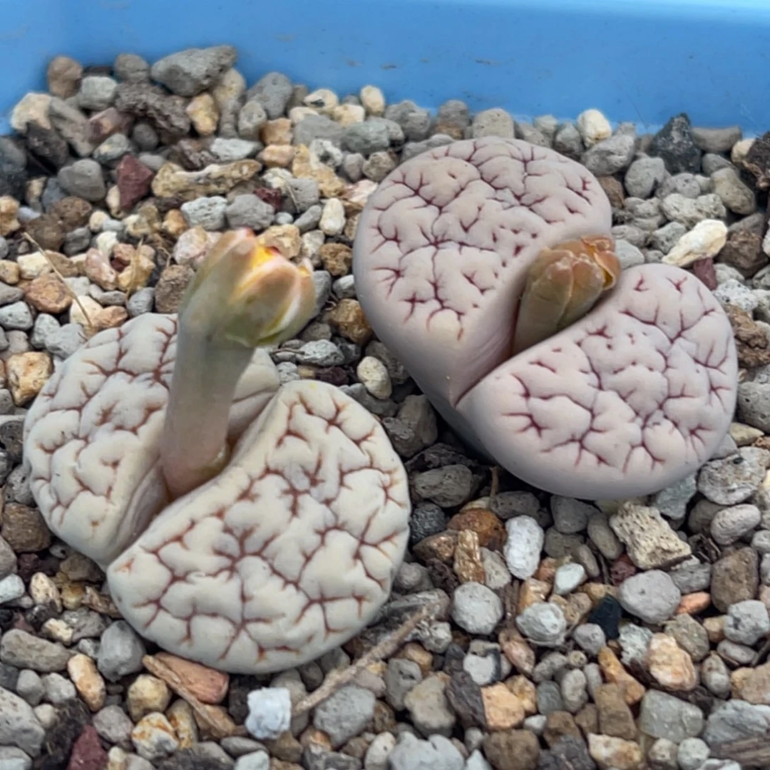 7769凹凸脑纹189一颗