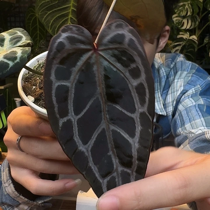 不开花植物I146织梦者杂安吉拉