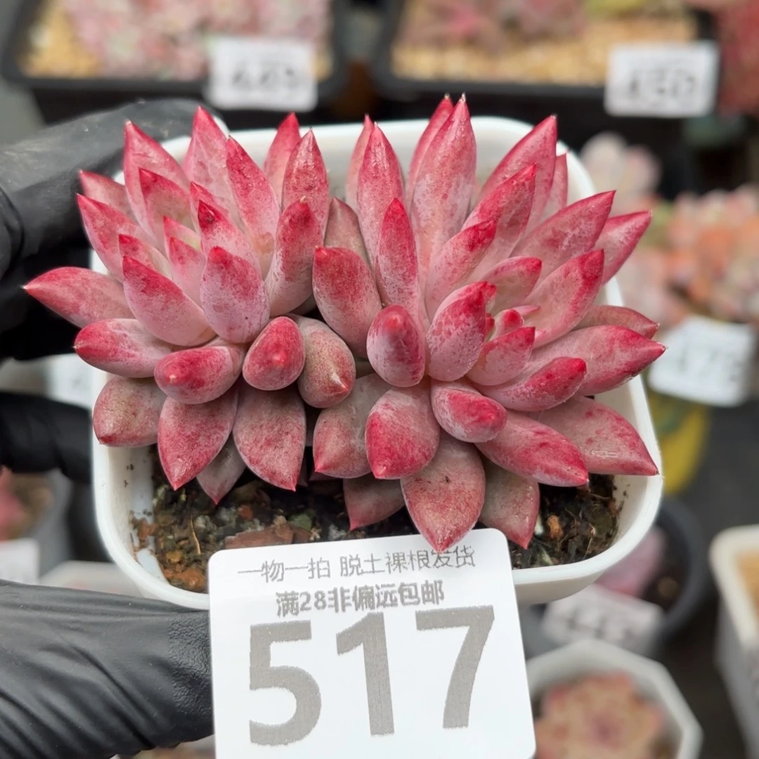 金鱼姬双头无盆土发货