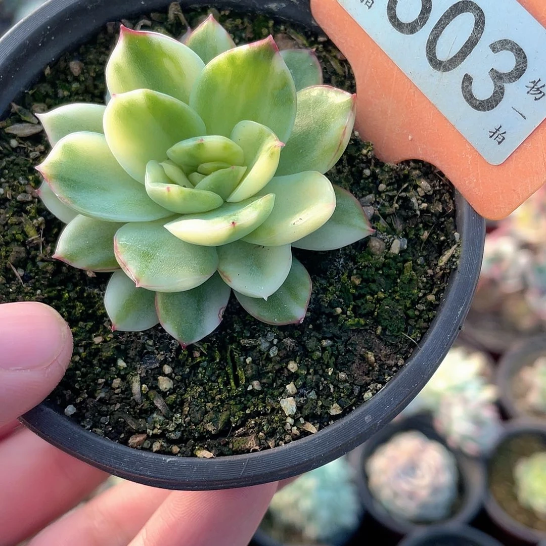 红塔花锦503号多肉