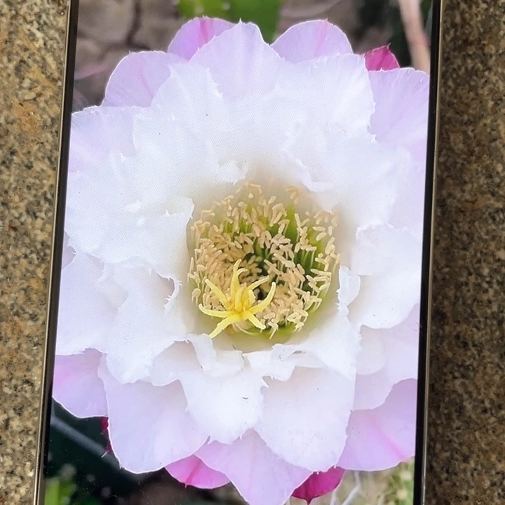 毛花柱白牡丹8公分满18包邮