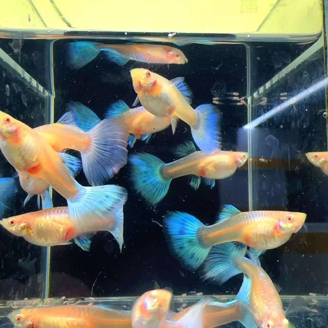 赛级天空蓝孕母3条（2条送1条备损）