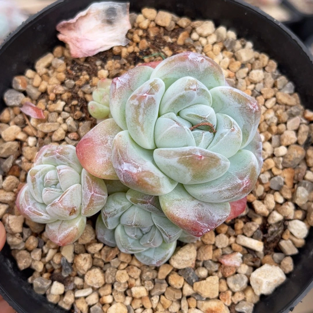 一物一拍不支持退换