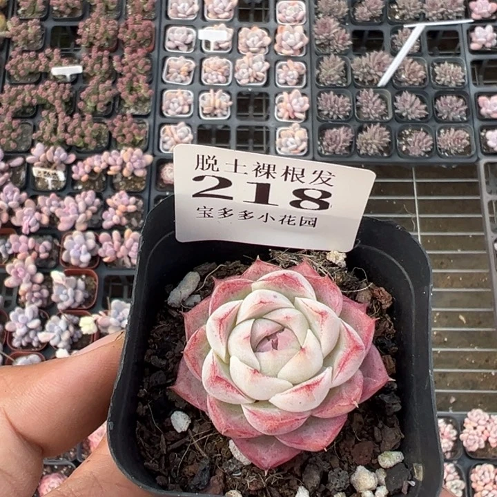 南****、62号玫瑰量拍多肉满20包邮