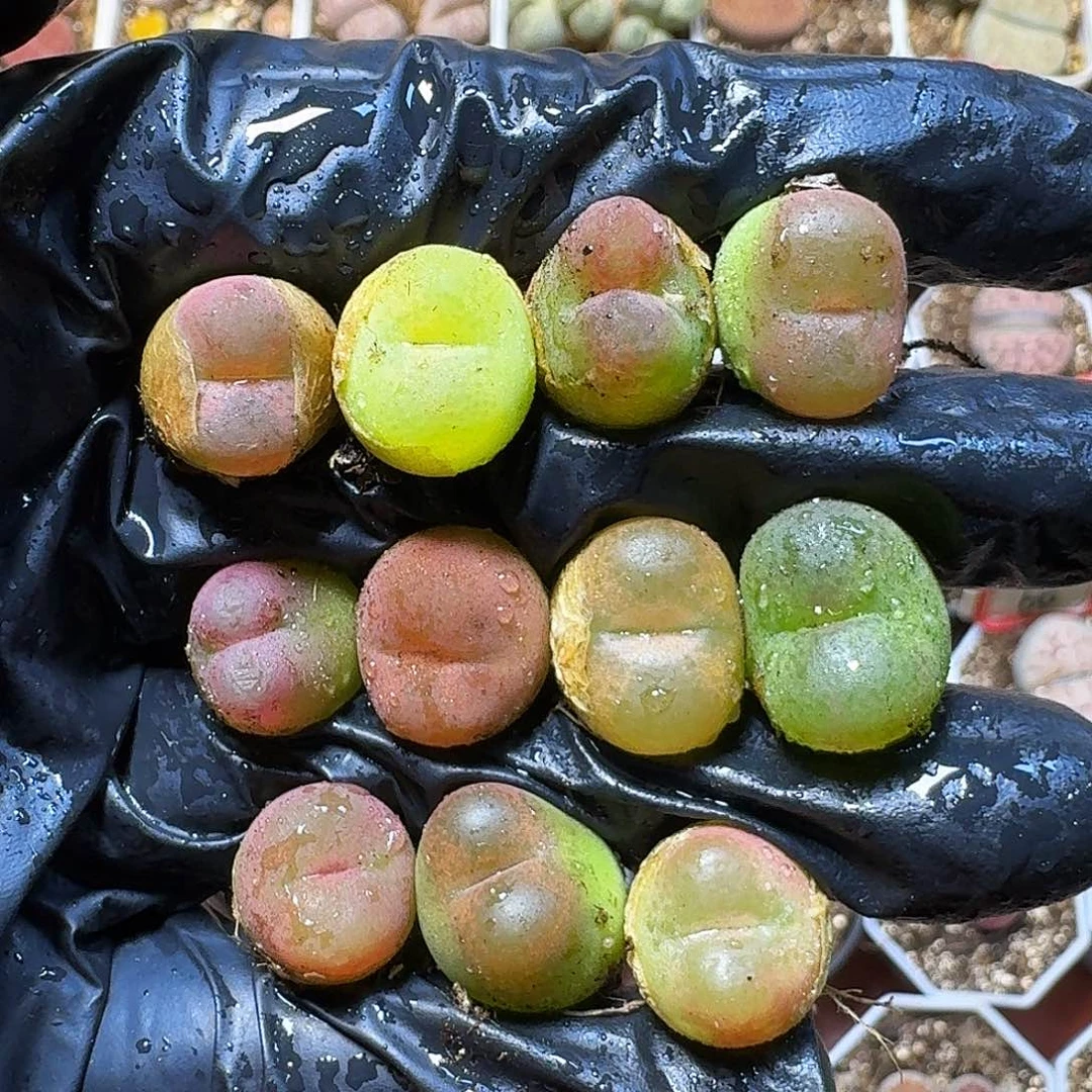 生石花等11111111。 165