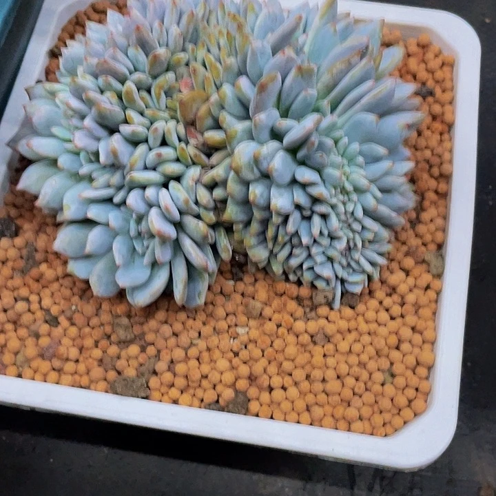 一物一拍一物一拍