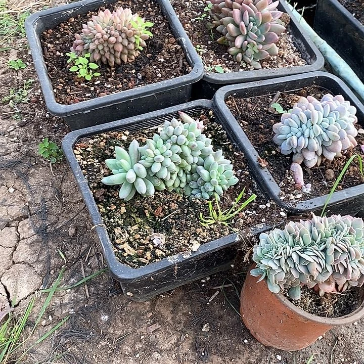 缀化组合到手5颗多肉