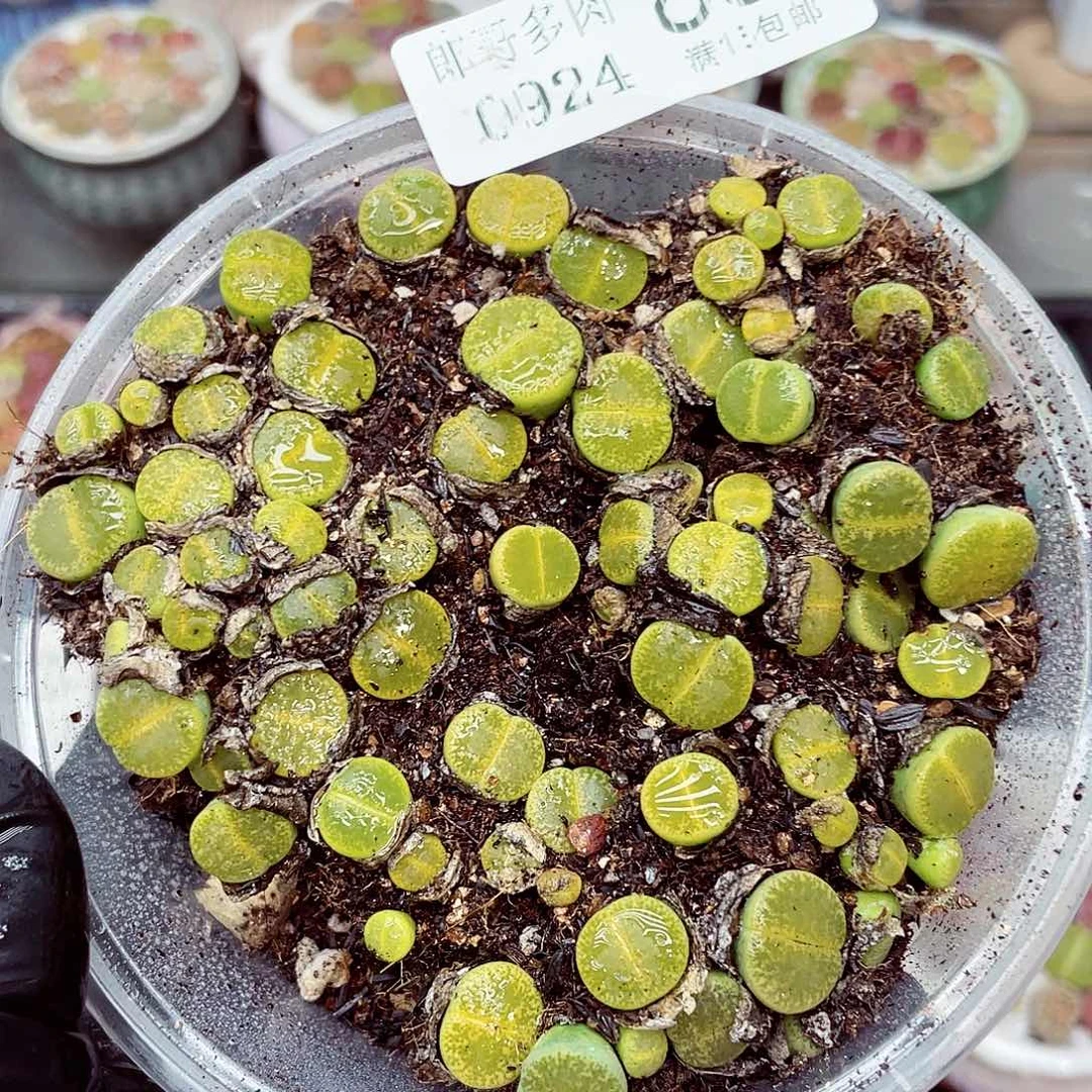 生石花18包邮0924-85