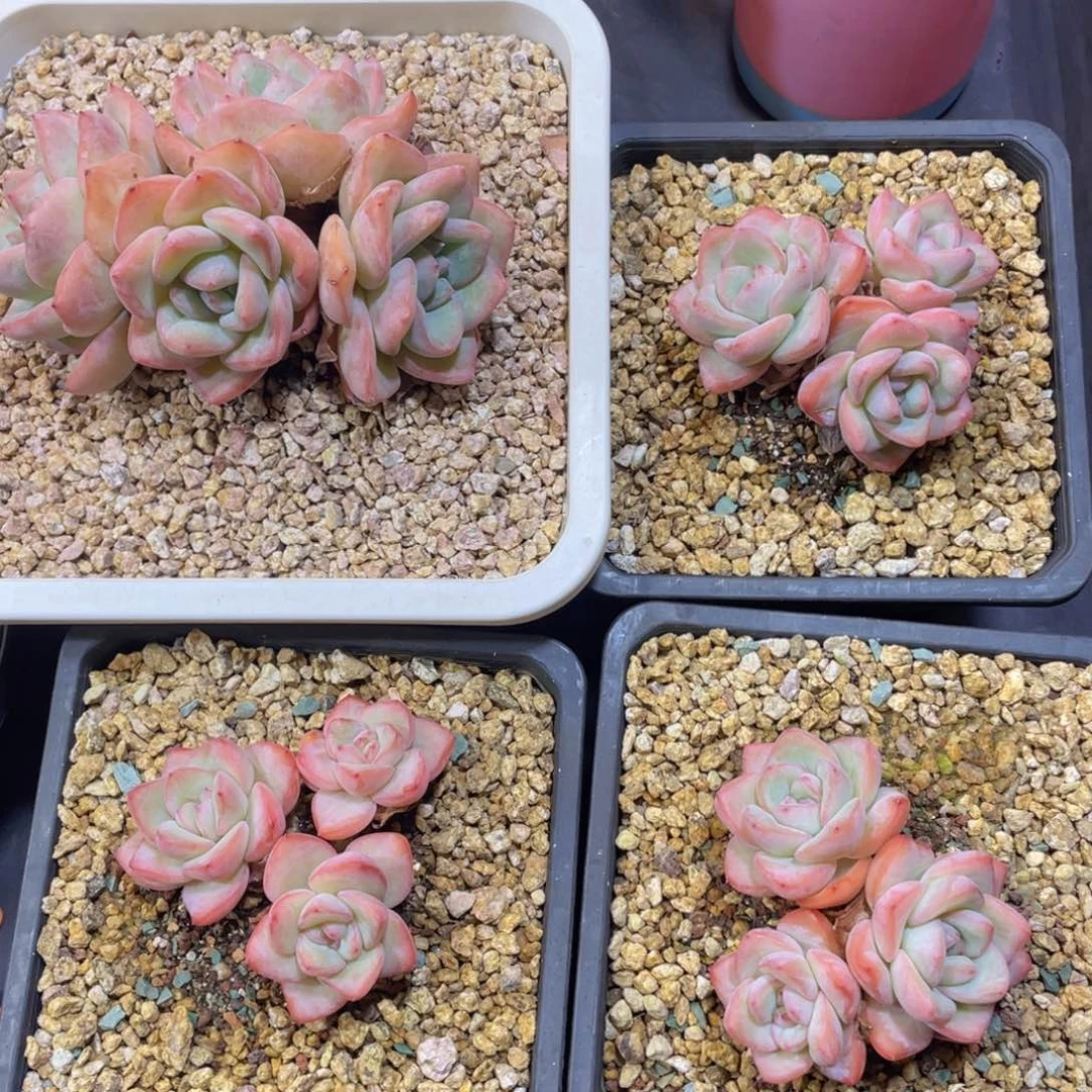 泡芙老桩控养（三头）