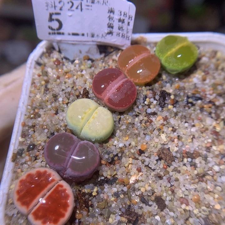 精品生石花224.5