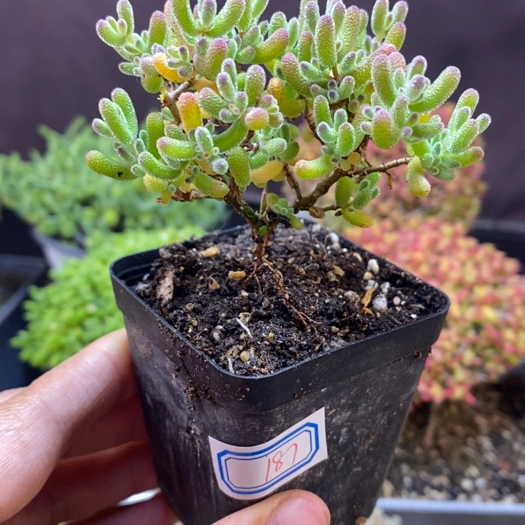 缘***无花朵187号冰糖枝干