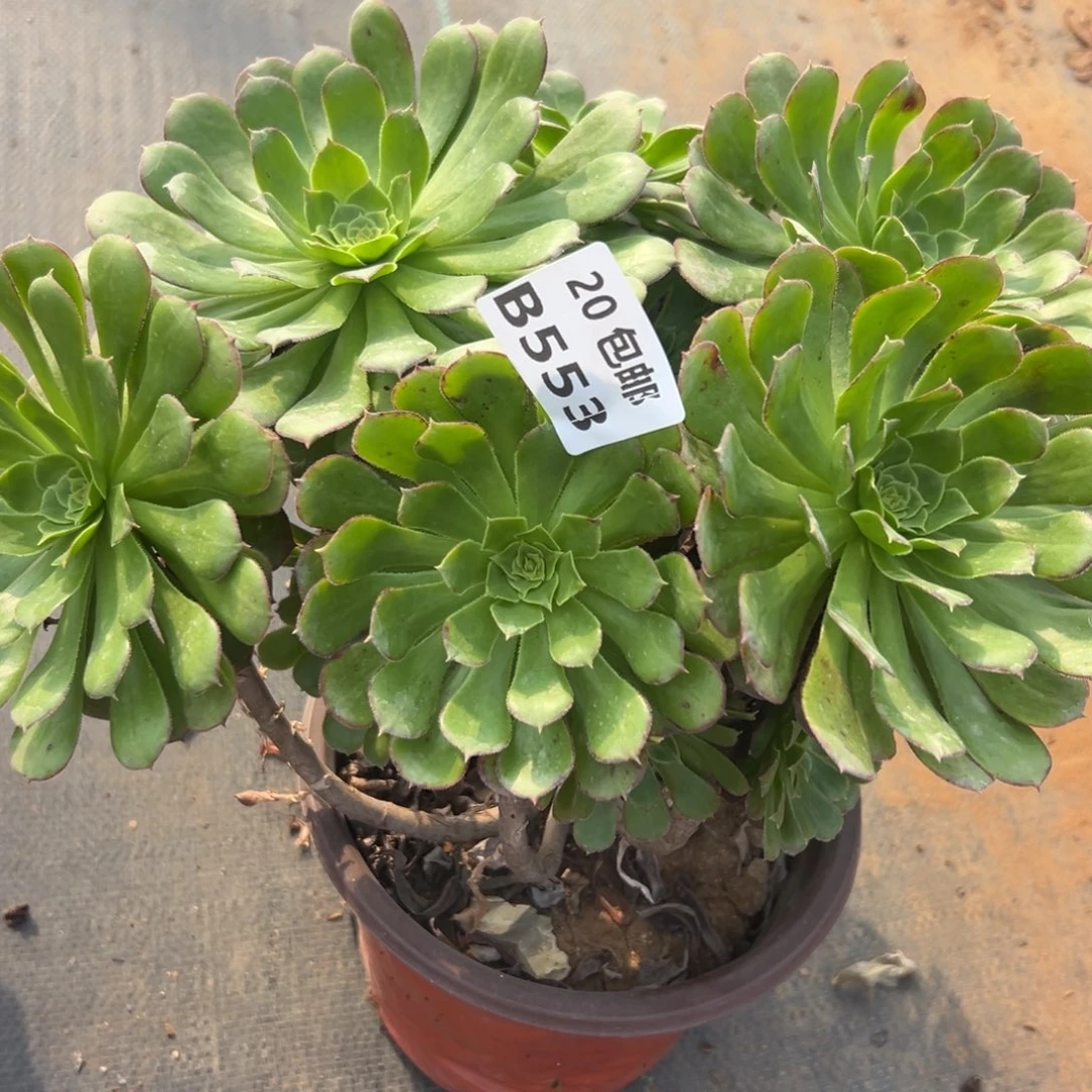 553冰铜，砍头丛林，满20包邮