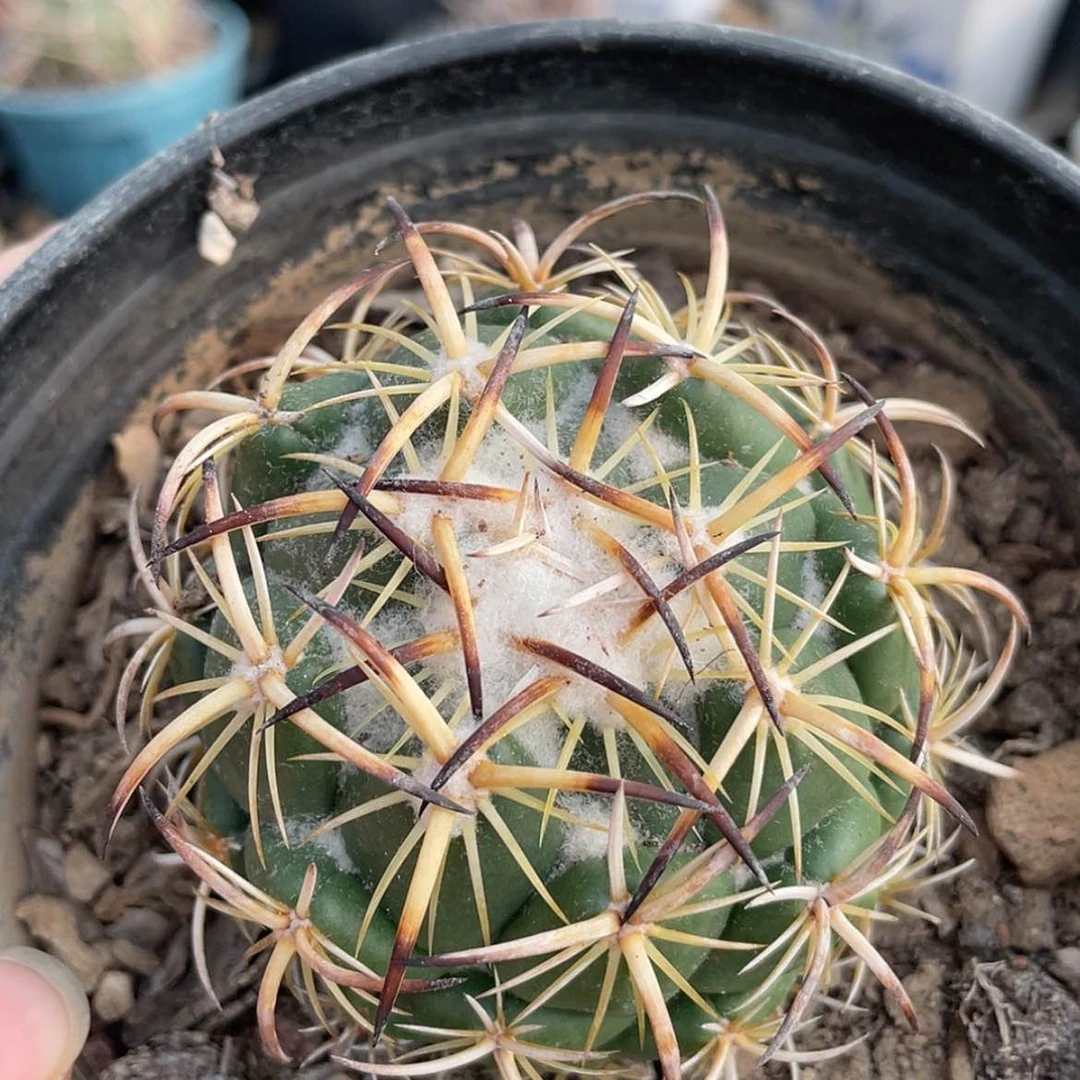 【闪购商品】钢钉有根66666