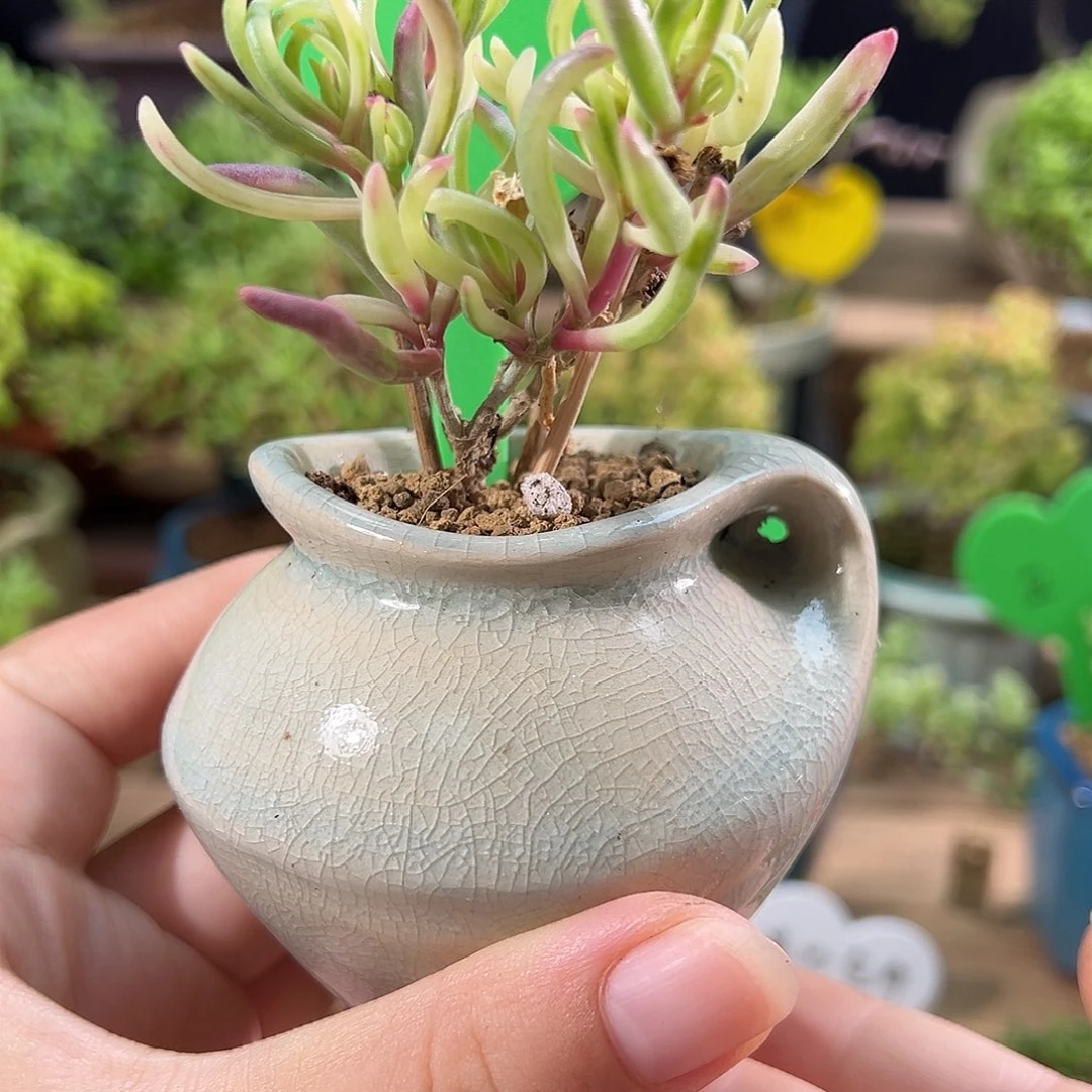 3号冰花锦带盆精致
