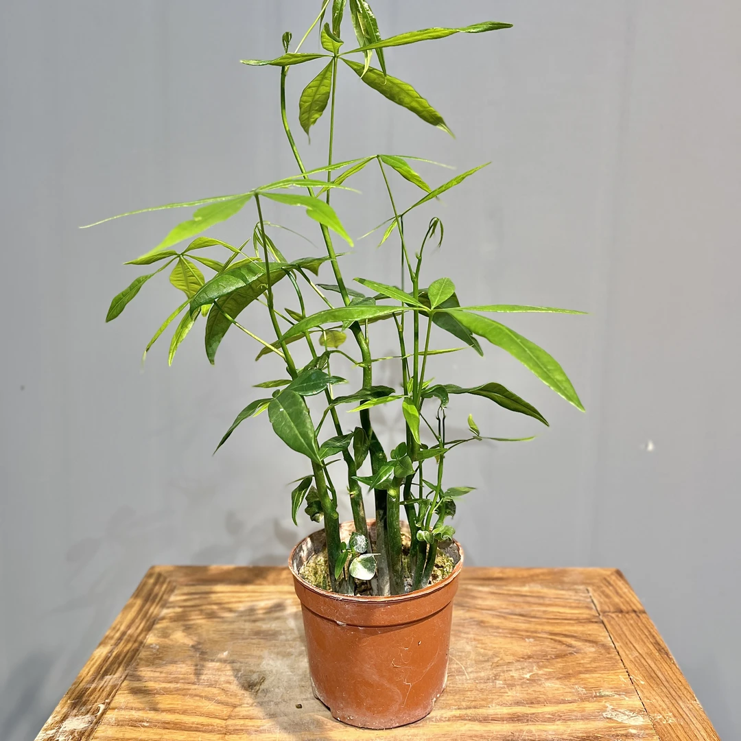 【籽播丛林】A发财树好养懒人招财进宝室内桌摆门户绿植