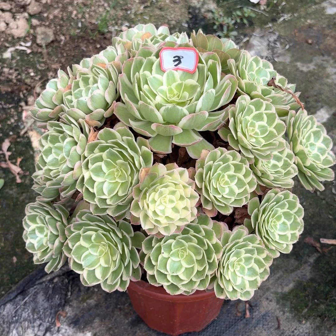无花朵3孔雀翎多肉植物