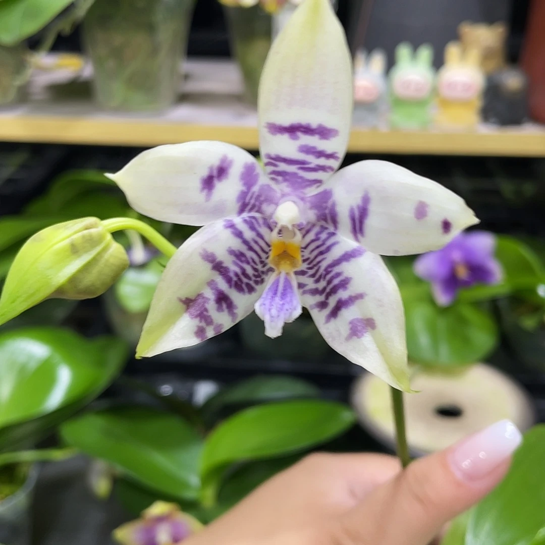 完全开放柳林3667