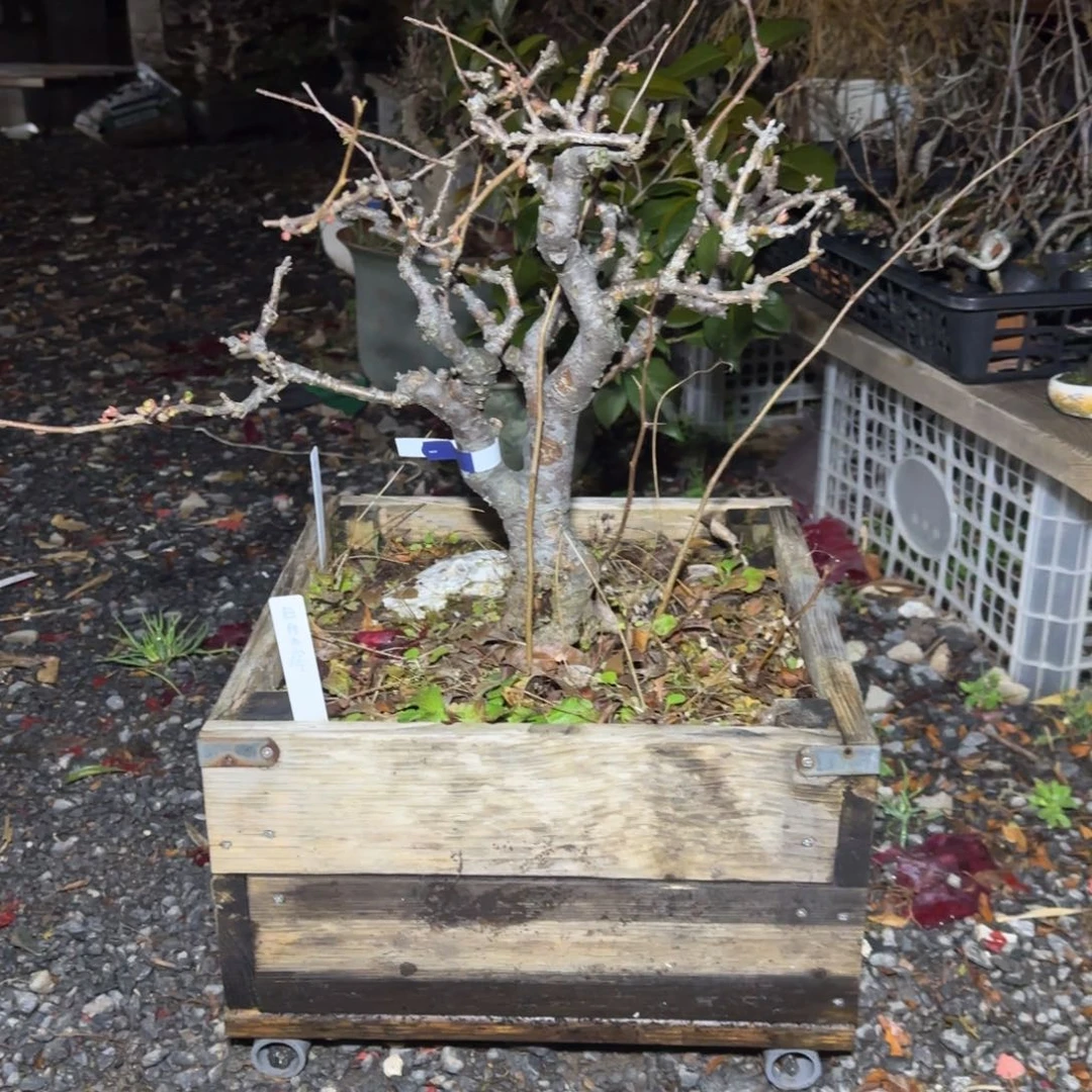 C*J花卉苗木花卉72