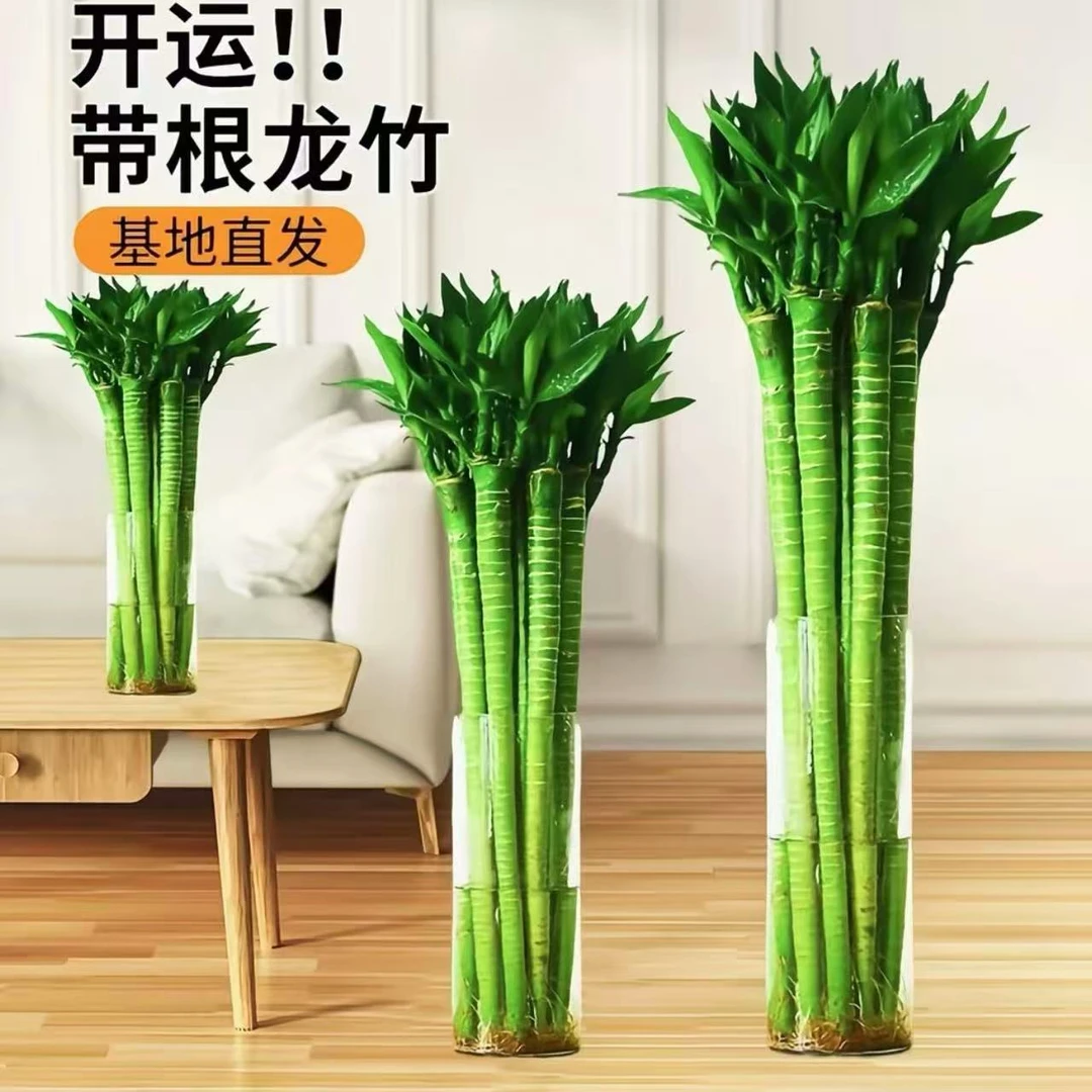 文昌竹龙竹带根水养富贵转运竹节节高水培室内客厅植物