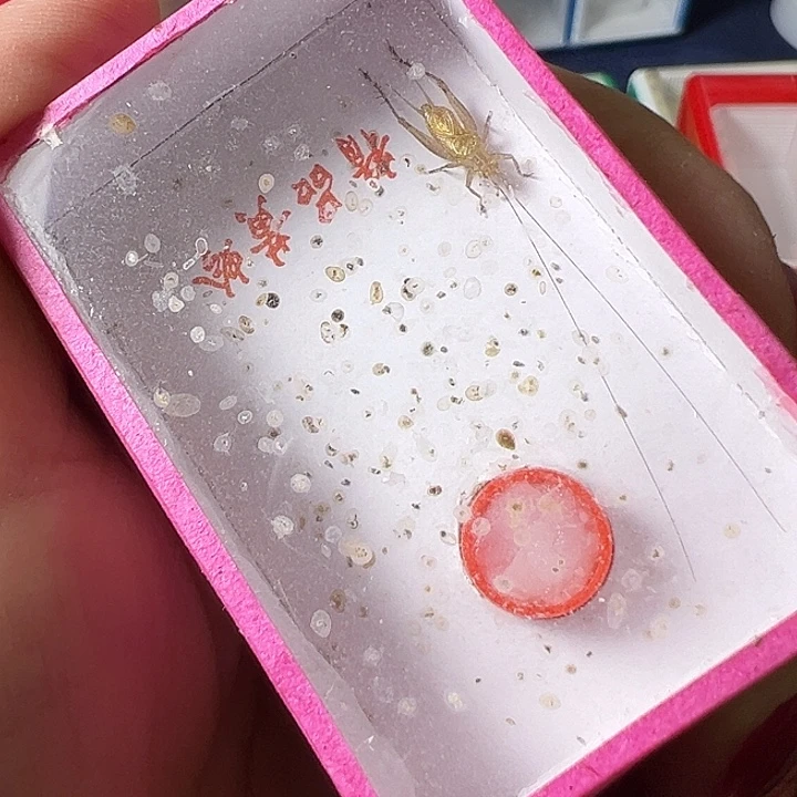 郑***华蟋蟀哈哈哈哈哈哈哈哈哈哈哈