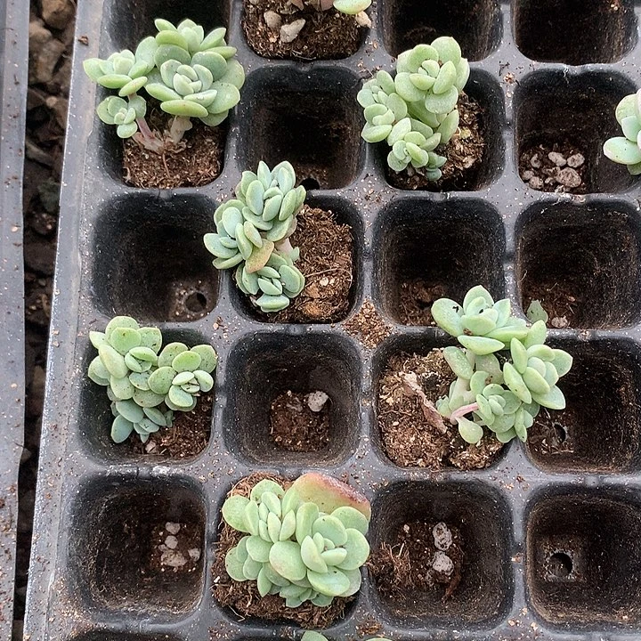 冰玉群生一物一拍