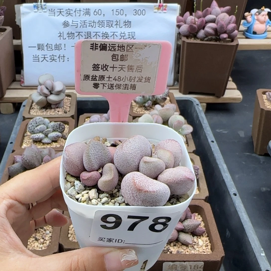 978甜心多肉植物