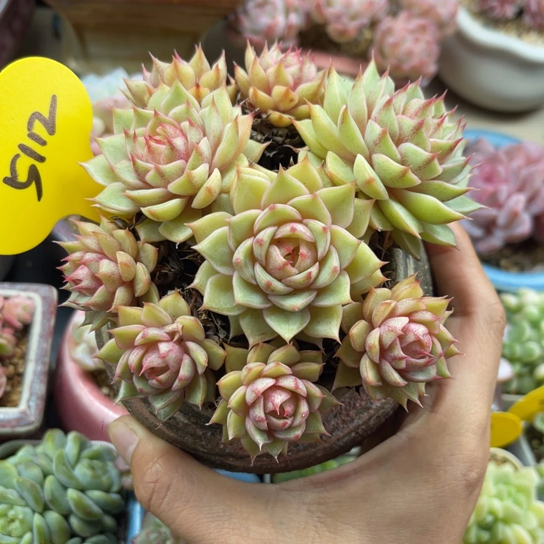 苯巴蒂斯无砍捧花5112